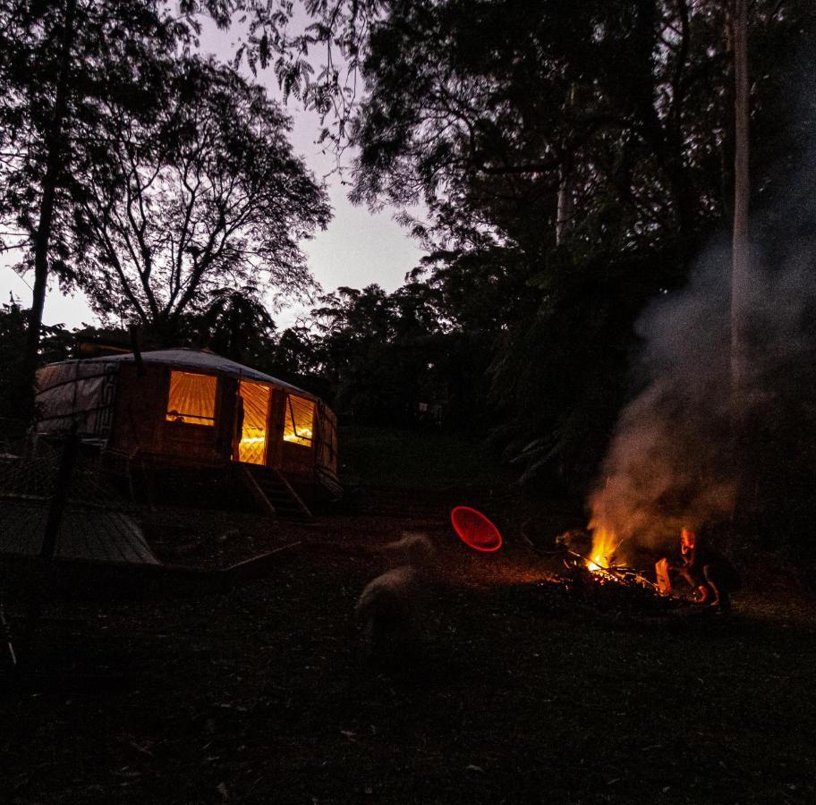 Purling Brook Falls Gwongorella Hotel Springbrook Buitenkant foto