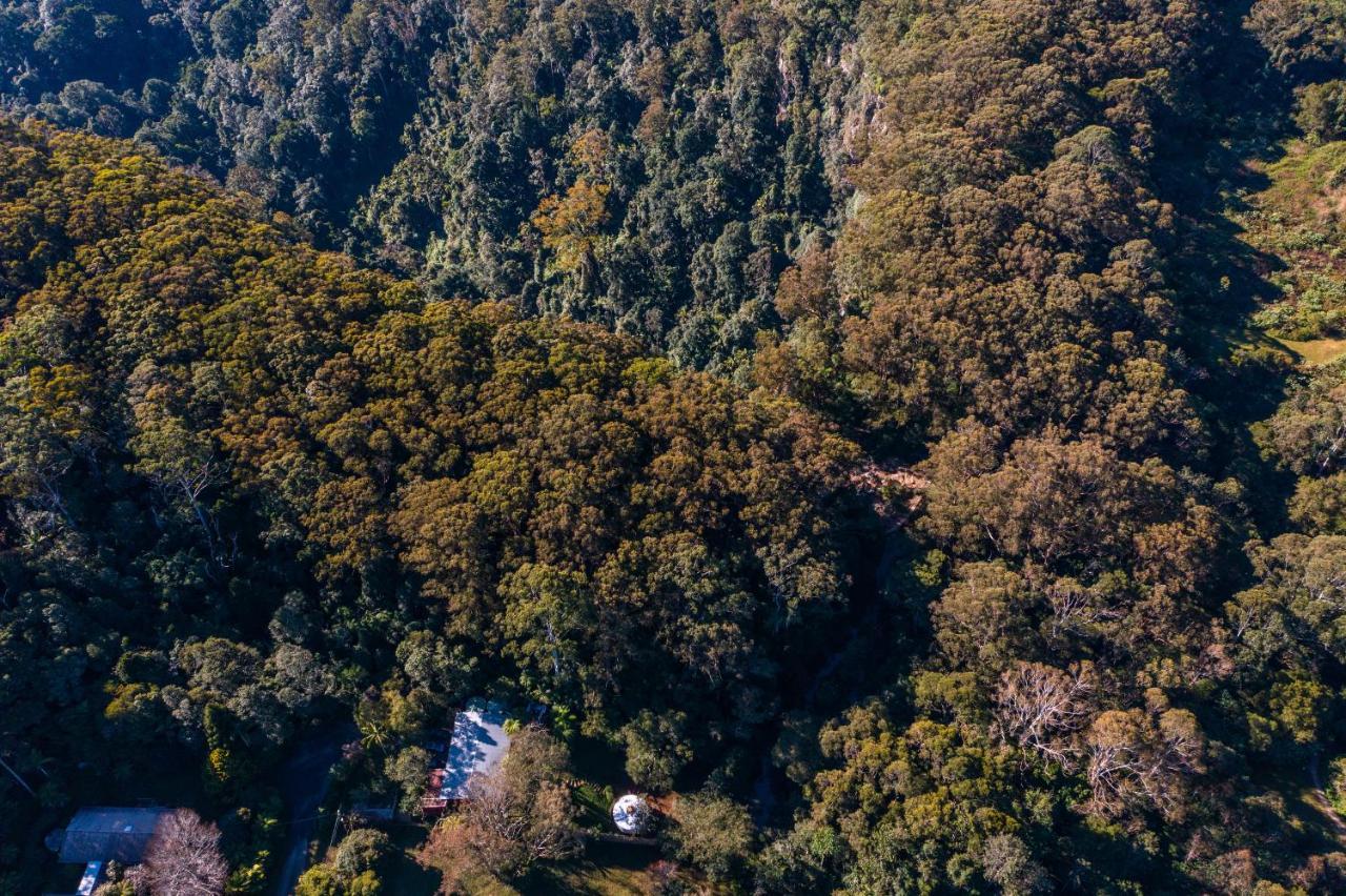 Purling Brook Falls Gwongorella Hotel Springbrook Buitenkant foto