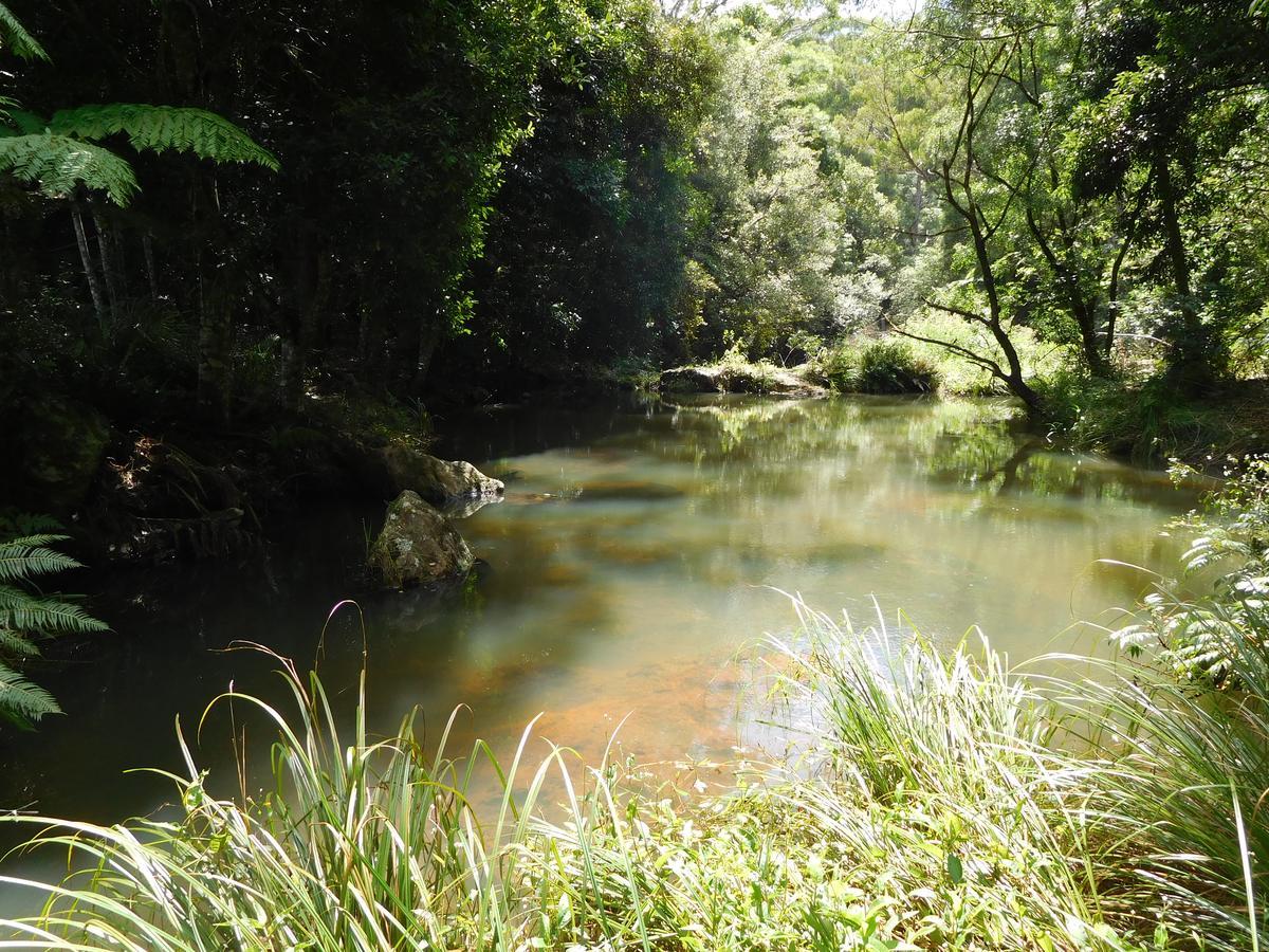 Purling Brook Falls Gwongorella Hotel Springbrook Buitenkant foto